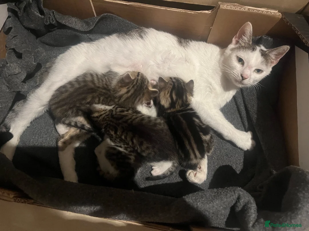 Domestic Shorthair cats for sale: 3 adorable kittens looking for their forever home  - Advert 1