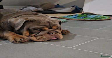 English Bulldog dogs - Advert 11