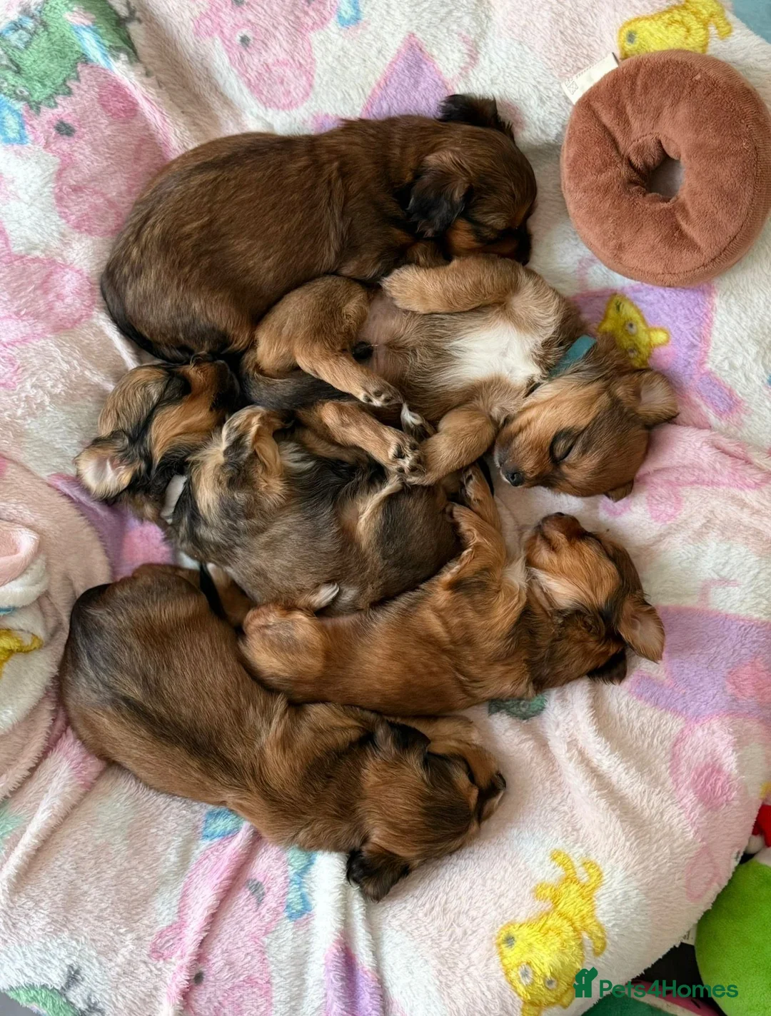 Shorkie dogs for sale: Girl and boy shorkie for sale - Advert 1