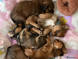 Shorkie dogs Girl and boy shorkie for sale - Advert 10