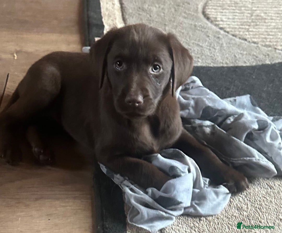 Labrador Retriever dogs for sale: Labrador Pupsfor Sale – Yellow, Chocolate, Black  - Image 35