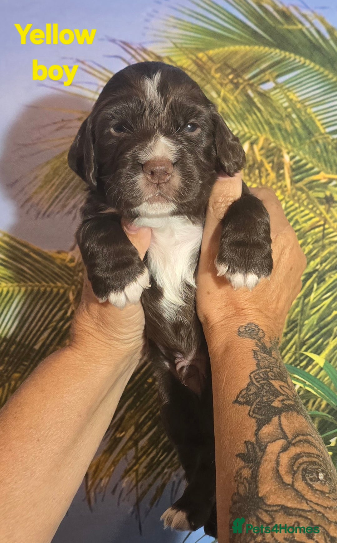 Sprocker dogs for sale: Beautiful Sproker pups for sale   - Image 17