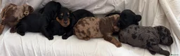 Doxiepoo dogs for sale: 7 Beautiful Doxiepoos  in Wetherby - Advert 4