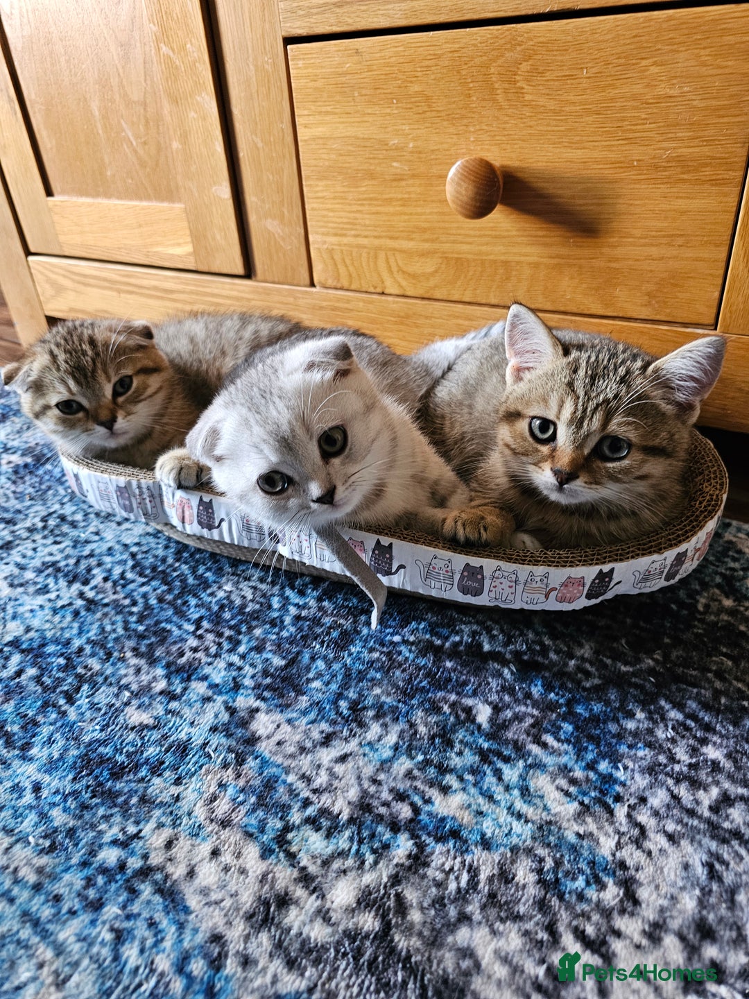 Scottish Fold cats for sale: Rare scottish fold kittens-folded rare colours - Image 1