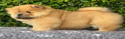 Chow Chow dogs for sale: 🧸Beautiful chow chow puppies 🧸 - Advert 5
