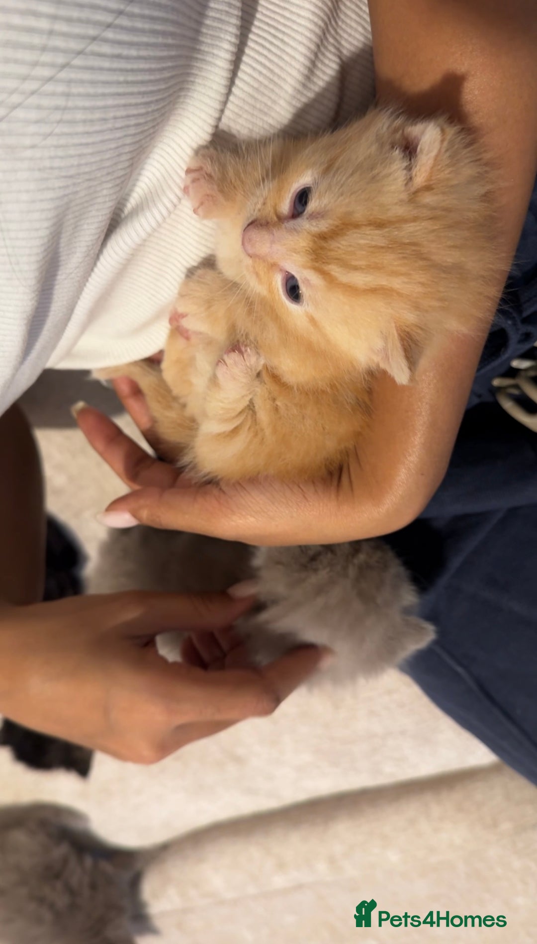 Munchkin cats for sale: stunning standard munchkins - Advert 8