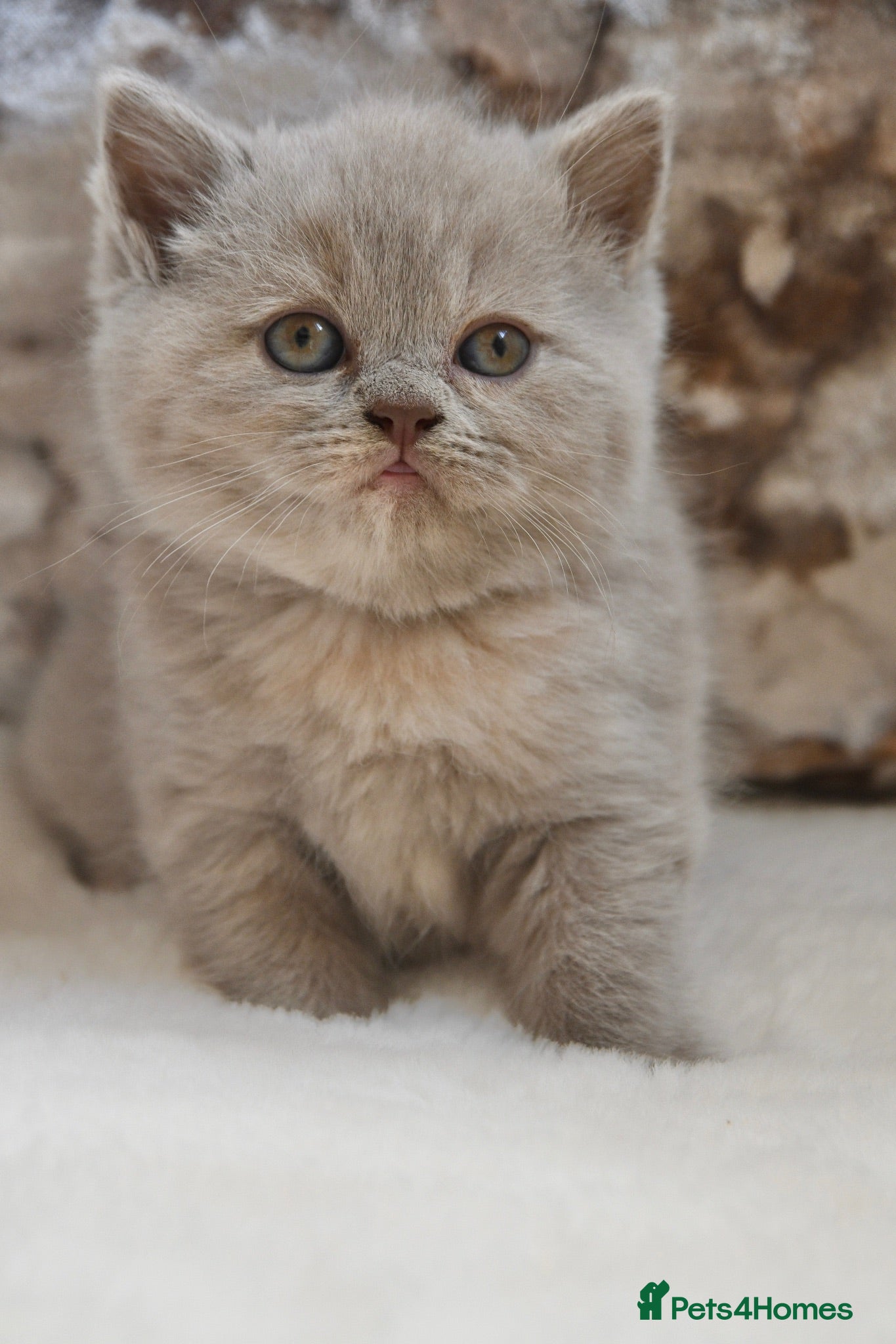 British Shorthair cats Beautiful British Shorthair kittens  - Advert 2