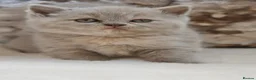 British Shorthair cats for sale: Beautiful British Shorthair kittens  - Advert 10