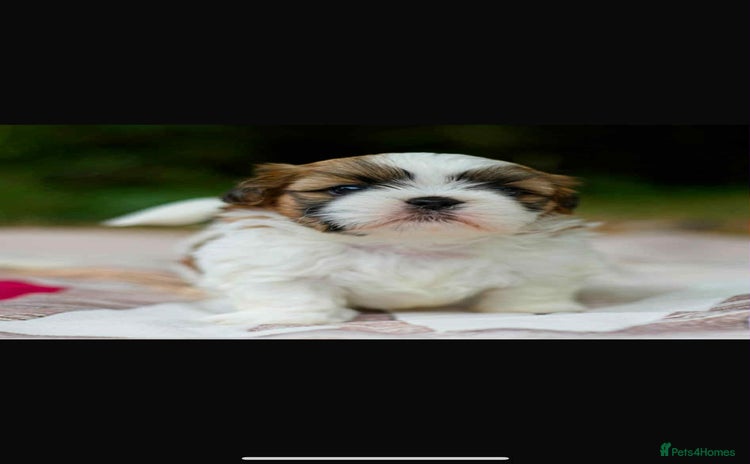 Shih Tzu dogs - Advert 1