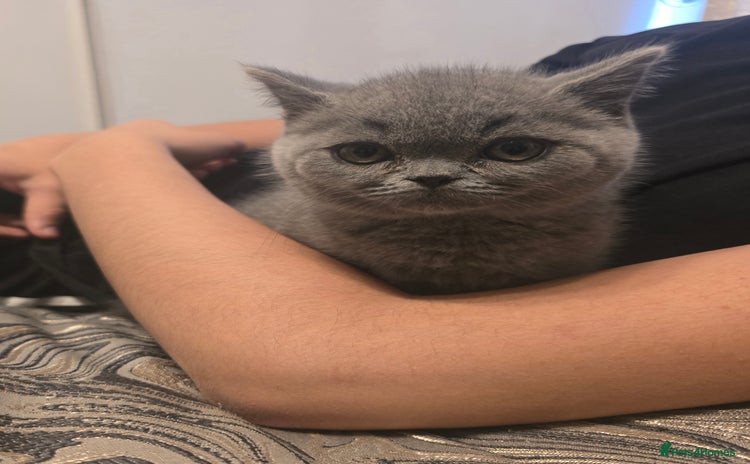 British Shorthair cats - Advert 8