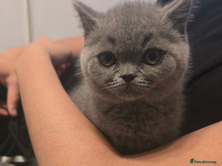 British Shorthair cats - Advert 4