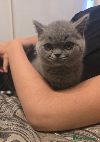 British Shorthair cats - Advert 4