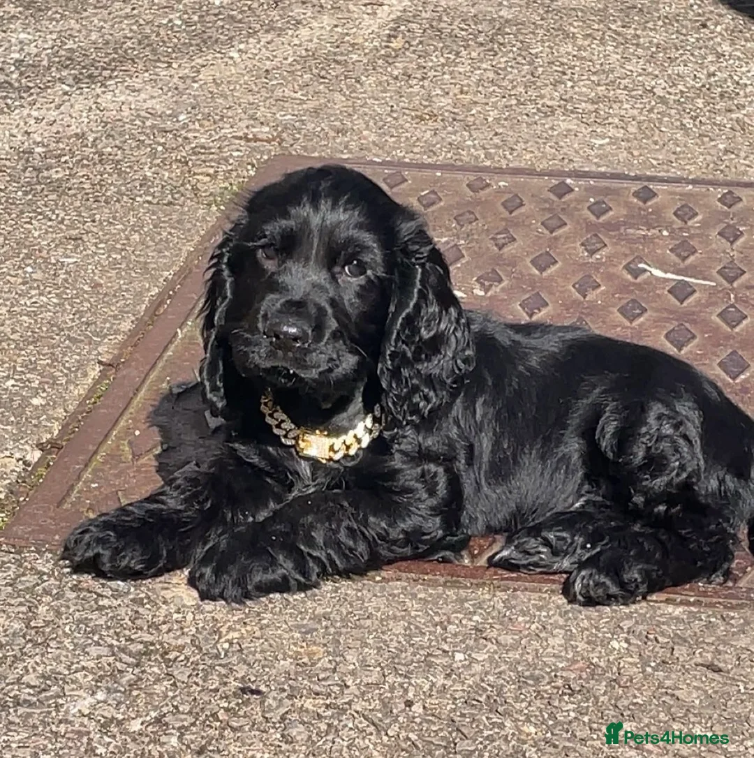 Cocker Spaniel dogs for sale: Show cocker spaniel miniature  in Pontypridd - Advert 1