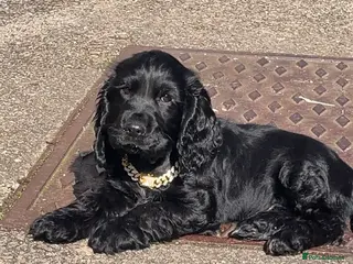 Cocker Spaniel dogs Show cocker spaniel miniature - Advert 1