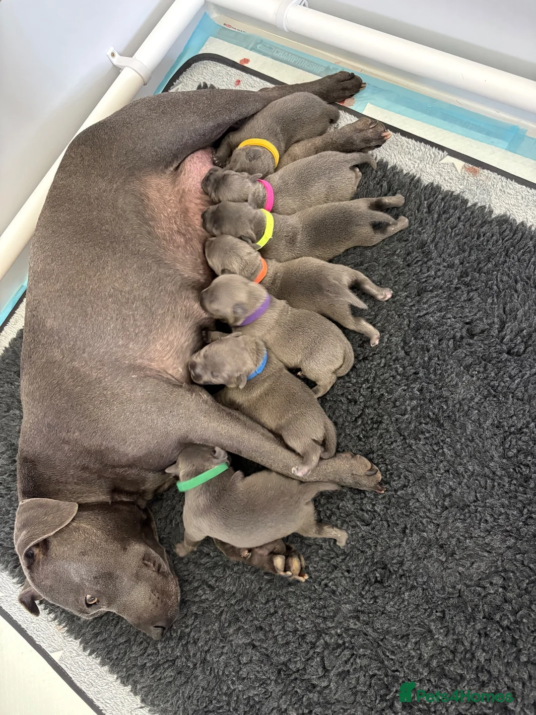 Staffordshire Bull Terrier dogs for sale: Blue Staffordshire Bullterrier - Advert 1