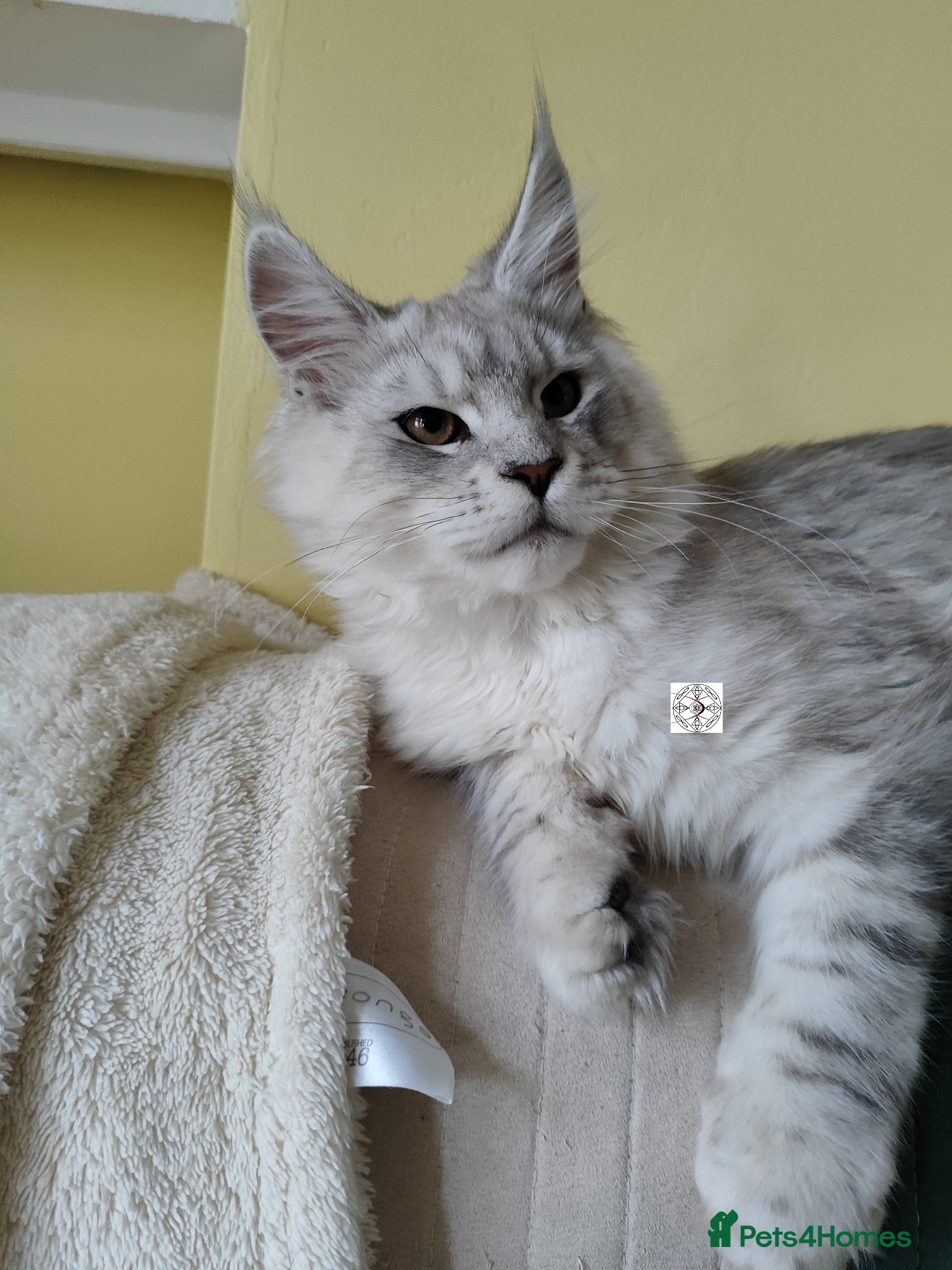 Maine Coon cats XXL Maine coon boy  - Advert 1