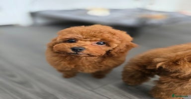 Toy Poodle dogs - Advert 5