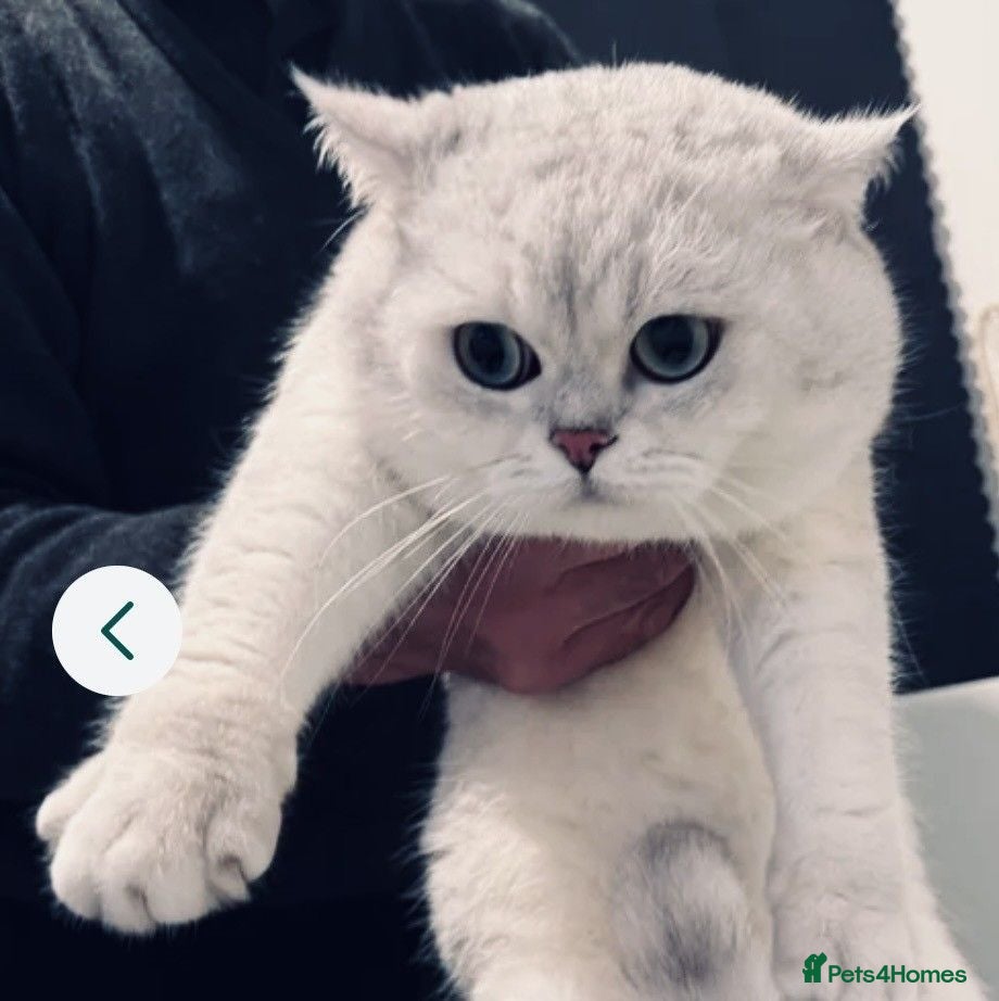 British Shorthair cats BSH Silver/Black Tipped for Stud - Advert 2