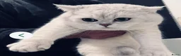 British Shorthair cats for stud: BSH Silver/Black Tipped for Stud - Advert 2