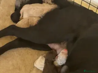 Labradoodle dogs Two labradoodles puppy’s - Advert 1