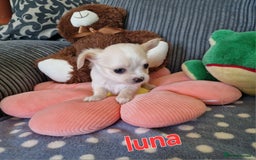 Chihuahua dogs for sale: Chihuahuas puppy's   - Image 15