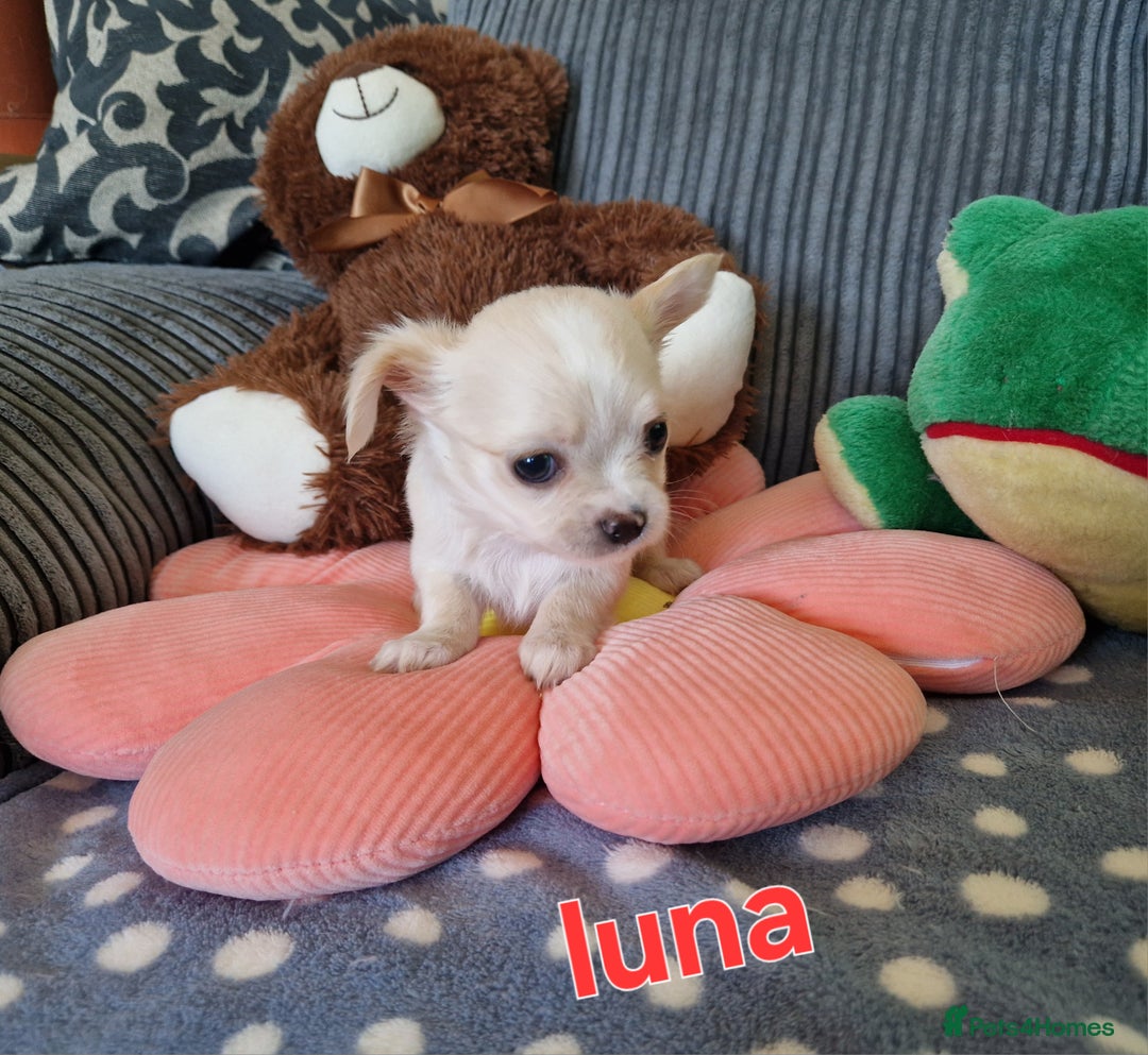 Chihuahua dogs for sale: Chihuahuas puppy's   - Image 15