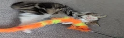 Domestic Shorthair cats for sale: Kittens looking for new home in Stafford - Advert 9