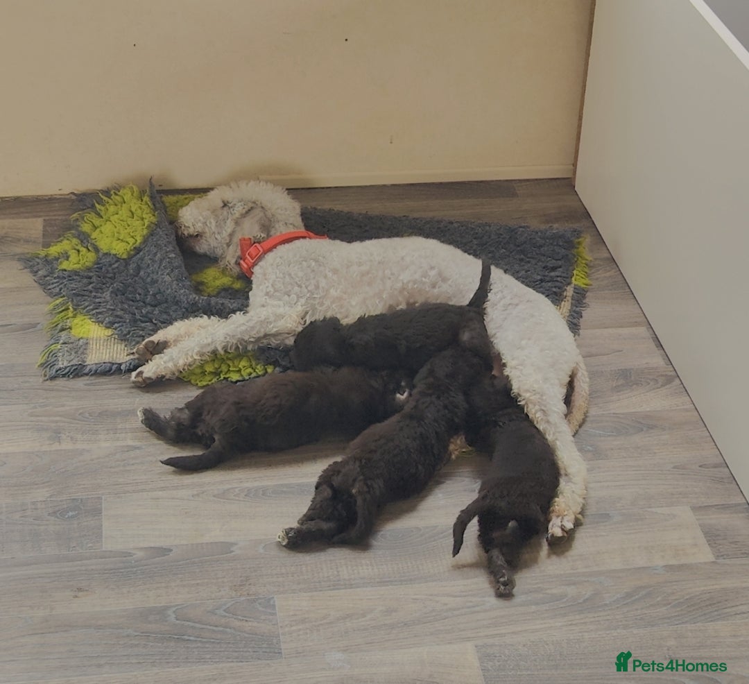 Bedlington Terrier dogs for sale: Champion Sired KC Reg Bedlington Terrier Puppies  - Advert 17