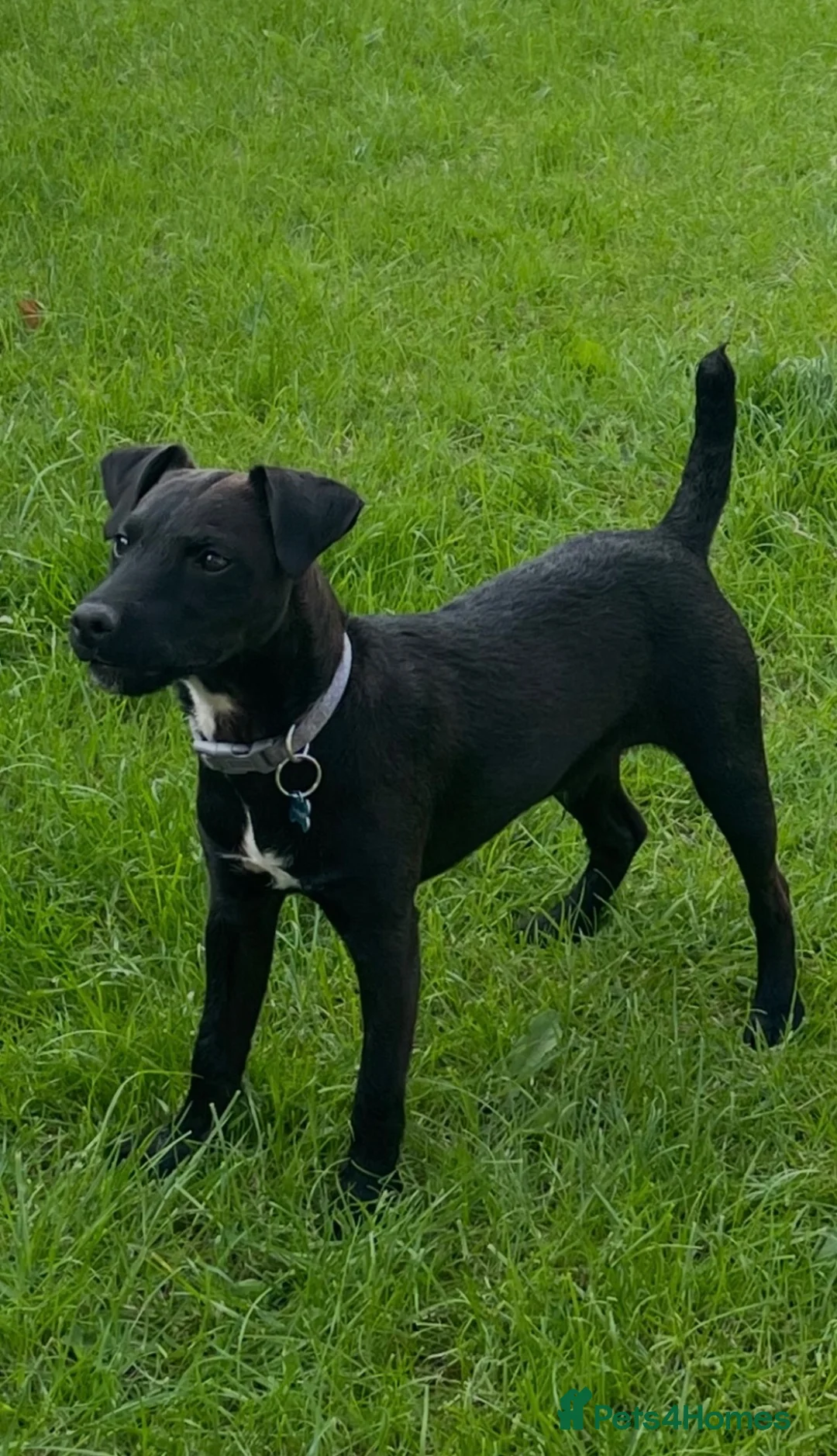 Patterdale Terrier dogs for sale: 10 month old Patterdale looking for forever home.  - Advert 1