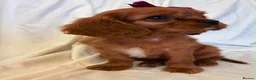 Cavalier King Charles Spaniel dogs for sale: Kc Cavalier King Charles . - Advert 6