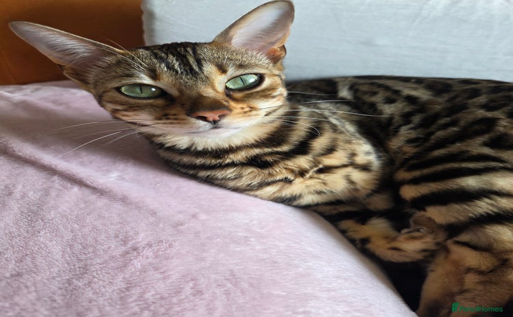Bengal cats - Advert 19