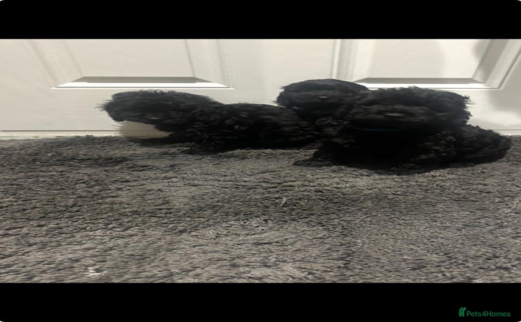 Cockapoo dogs - Advert 2