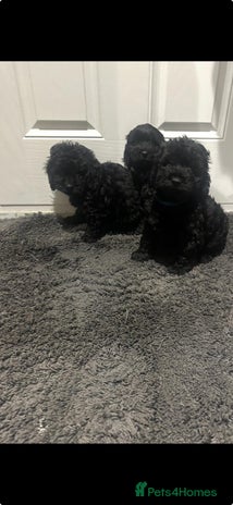 Cockapoo dogs - Advert 1