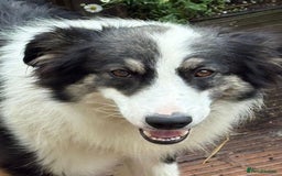 Mixed Breed dogs for adoption: Fern  - Image 4