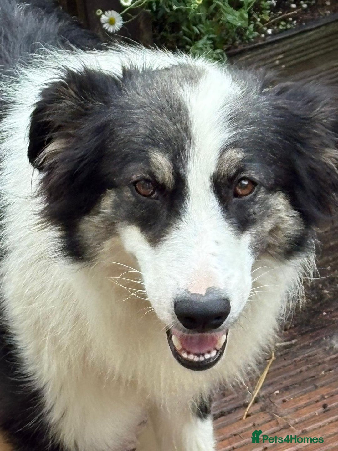 Mixed Breed dogs for adoption: Fern  - Image 4