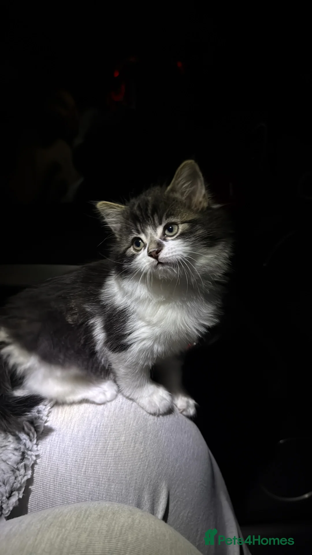 Maine Coon cats for sale: Rupert-Maine coin x long haired kitten - Advert 2