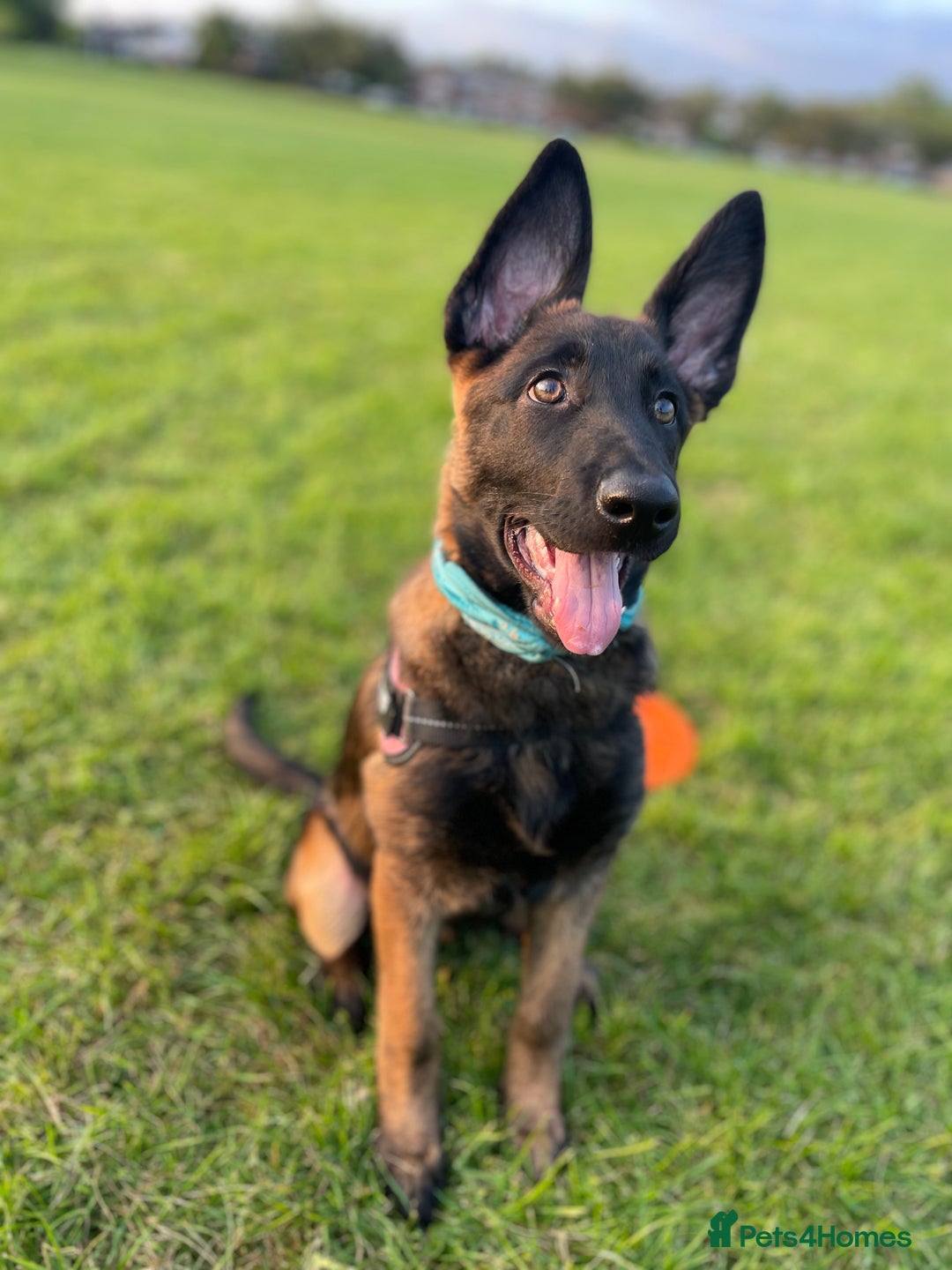 Mixed Breed dogs for sale: German shepherd cross Belgian malinios 8 months  - Image 6
