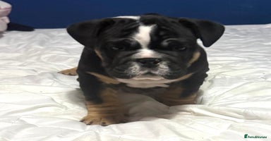 English Bulldog dogs New English bulldogs - Advert 4