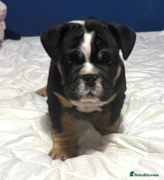 English Bulldog dogs New English bulldogs - Advert 4