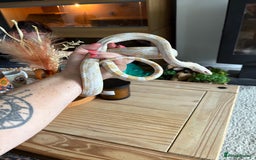 Corn Snake reptiles for sale: 2 x cornsnakes. Separate vivs.  - Image 7