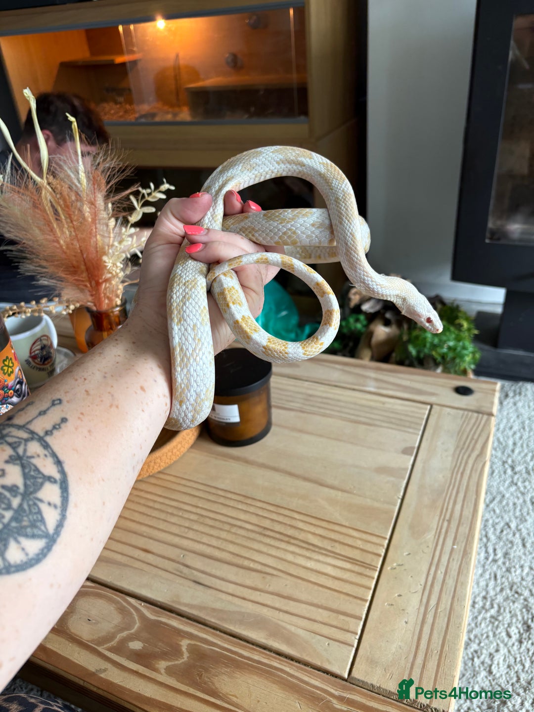 Corn Snake reptiles for sale: 2 x cornsnakes. Separate vivs.  - Image 7