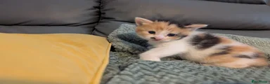 Calico