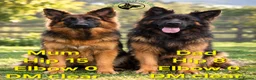 German Shepherd dogs for sale: KC, DM clear, health tested, German Shepherds  - Advert 3