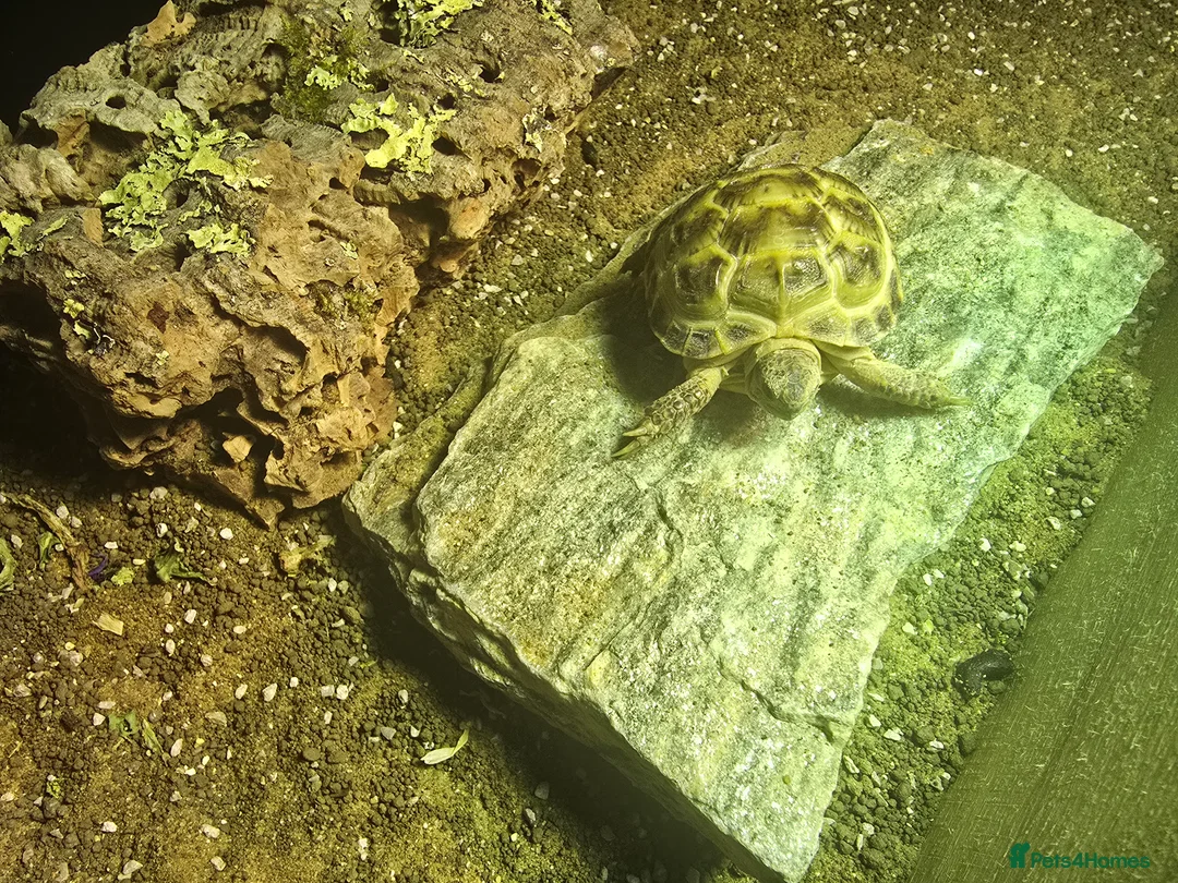 Tortoise reptiles for sale: 2 Tortoises & Full Enclosure Setup for Sale in Burntwood - Advert 2