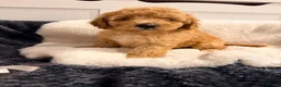 Cavapoochon dogs for sale: Beautiful Cavapoochon Puppies For Sale Kent  - Advert 8