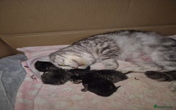 British Shorthair cats for sale: British short-hair x - Image 5