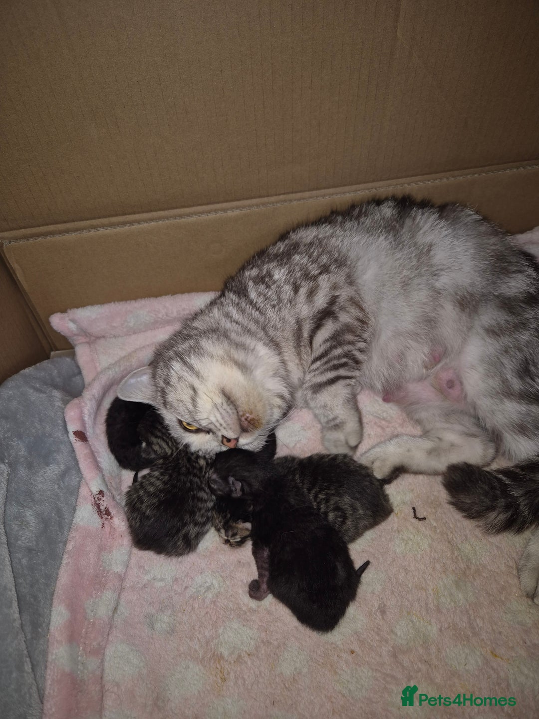 British Shorthair cats for sale: British short-hair x - Image 5
