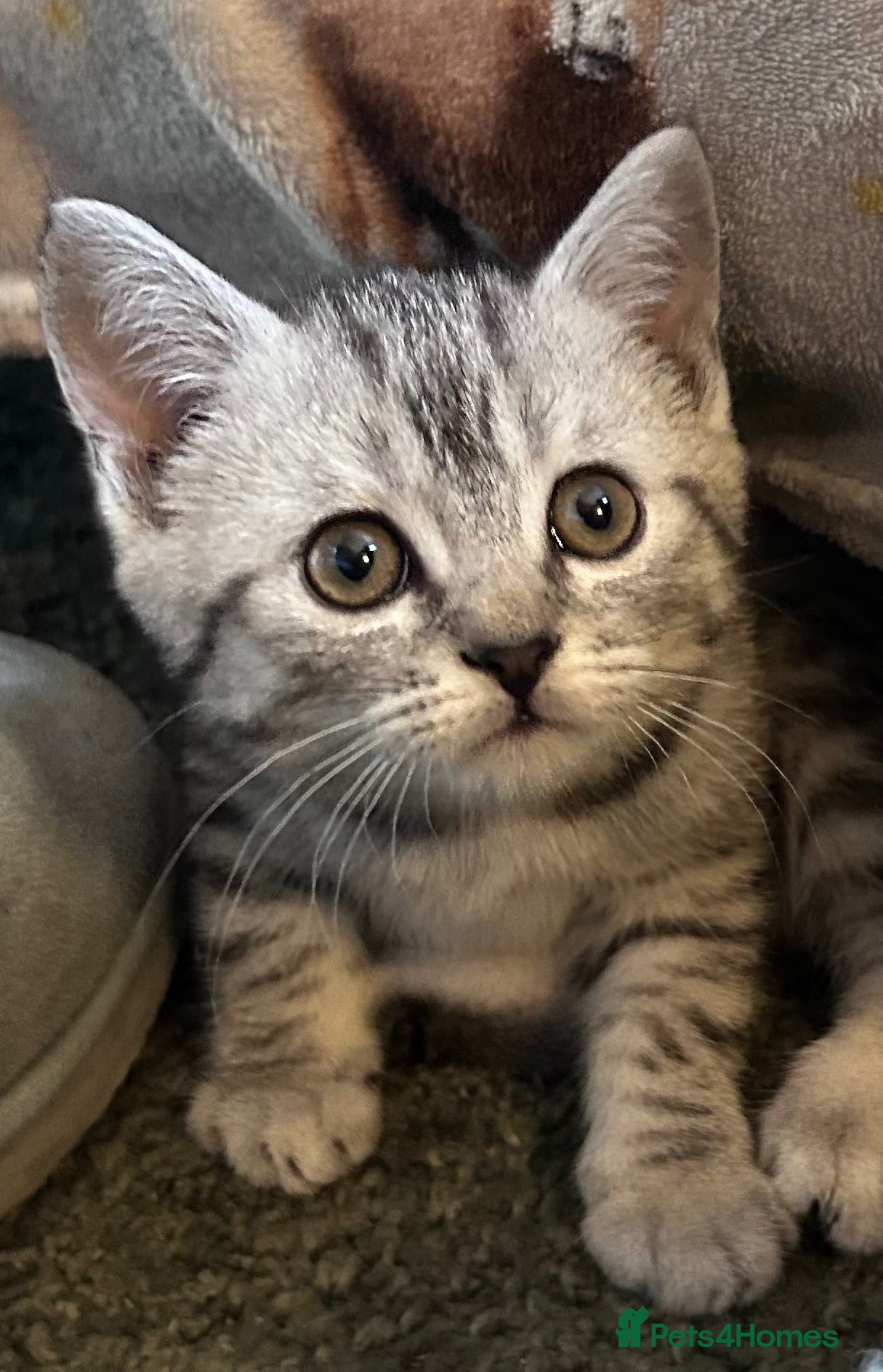 Scottish Fold cats Scottish Straight boys ready now reduced - Advert 1