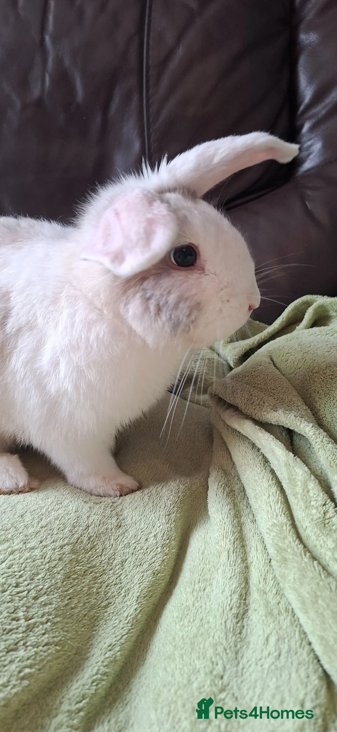 Mixed Breed rabbits for sale: One beautiful boy for sale in Stoke-on-Trent - Advert 1