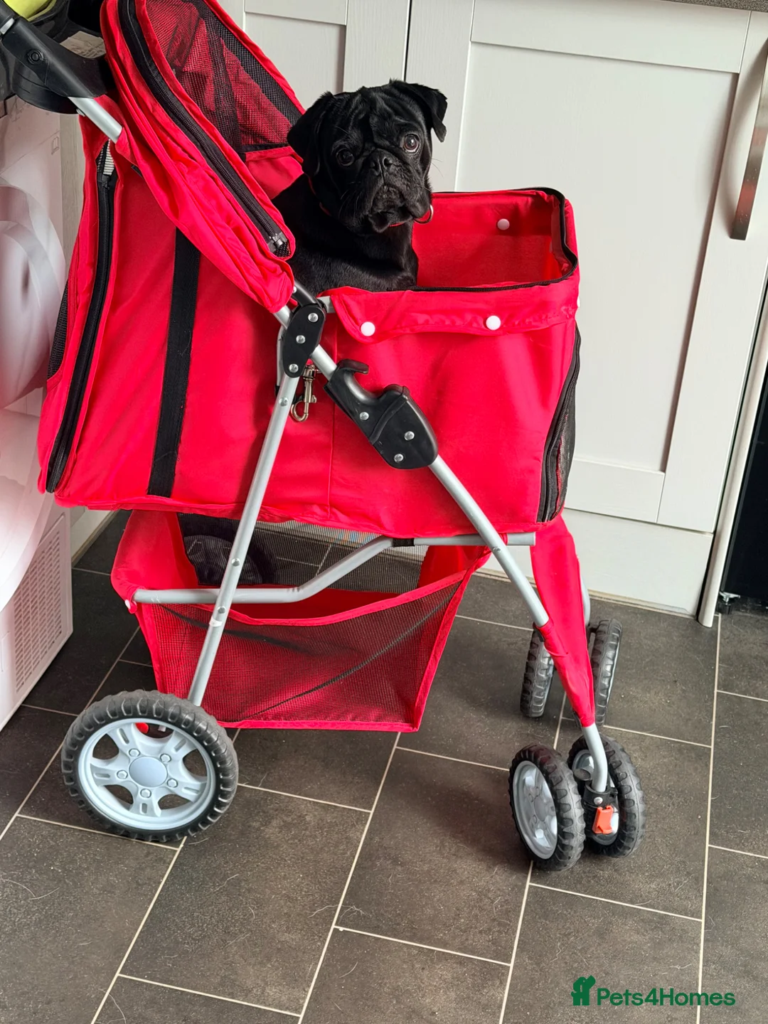 Pug dogs for sale: 11 months old female pug - Advert 6